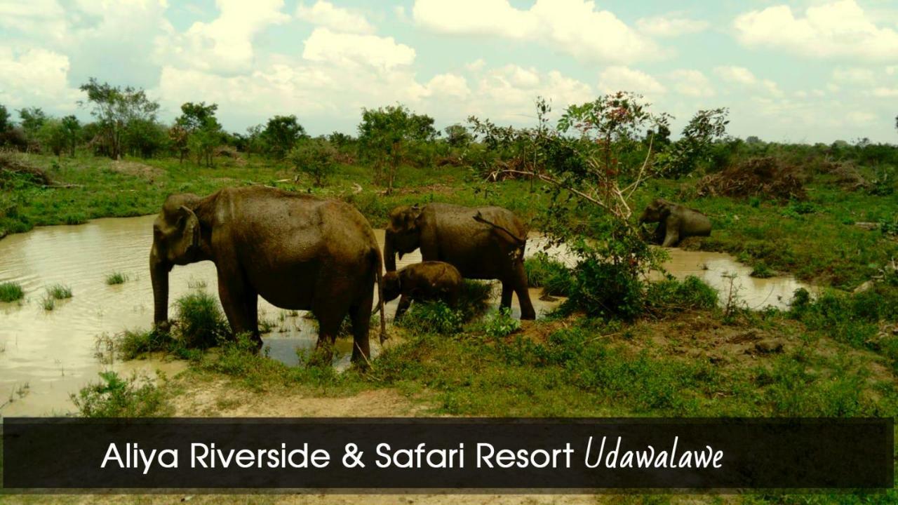 Aliya Riverside & Safari Resort ウダワラウェ エクステリア 写真