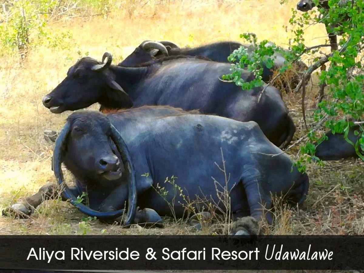Aliya Riverside & Safari Resort ウダワラウェ エクステリア 写真